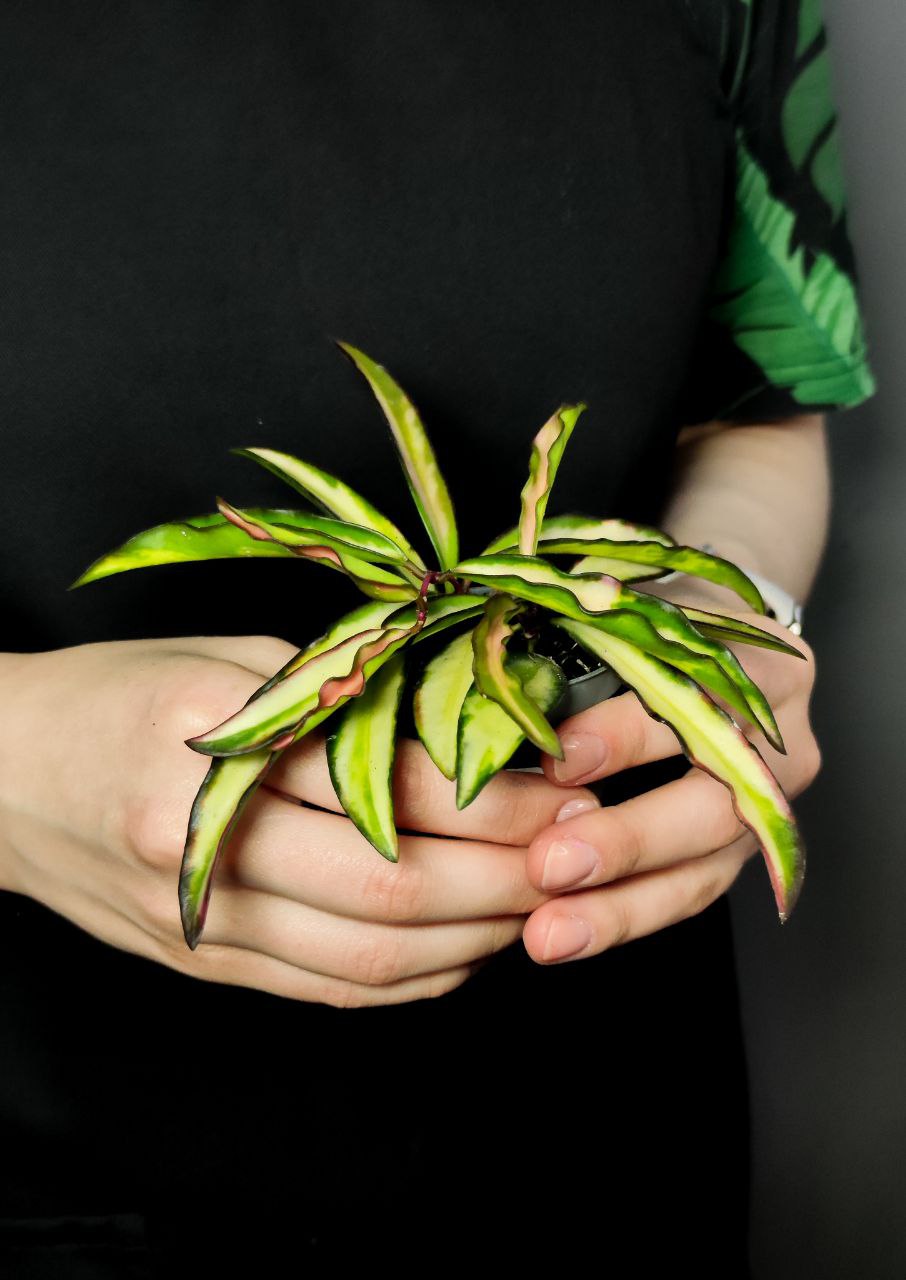 Хойя Вайети Триколор (Hoya Wayetii Tricolor) D6см