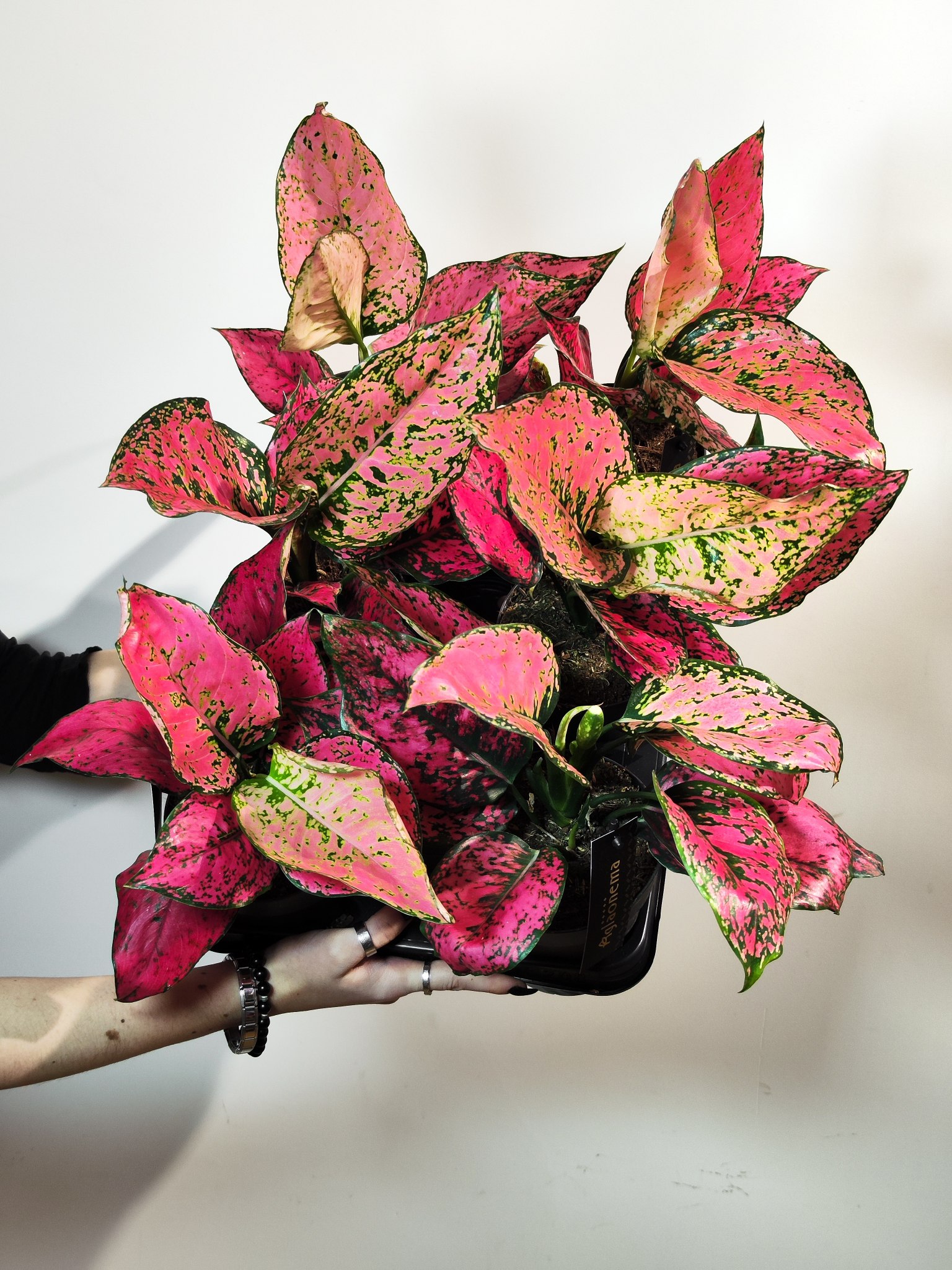Аглаонема Спайси Пинк (Aglaonema Spicy Pink) D12см