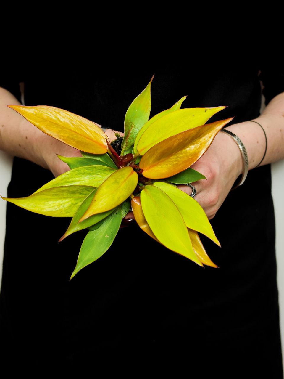 Филодендрон Черри Ред (Philodendron Cherry Red) D6см