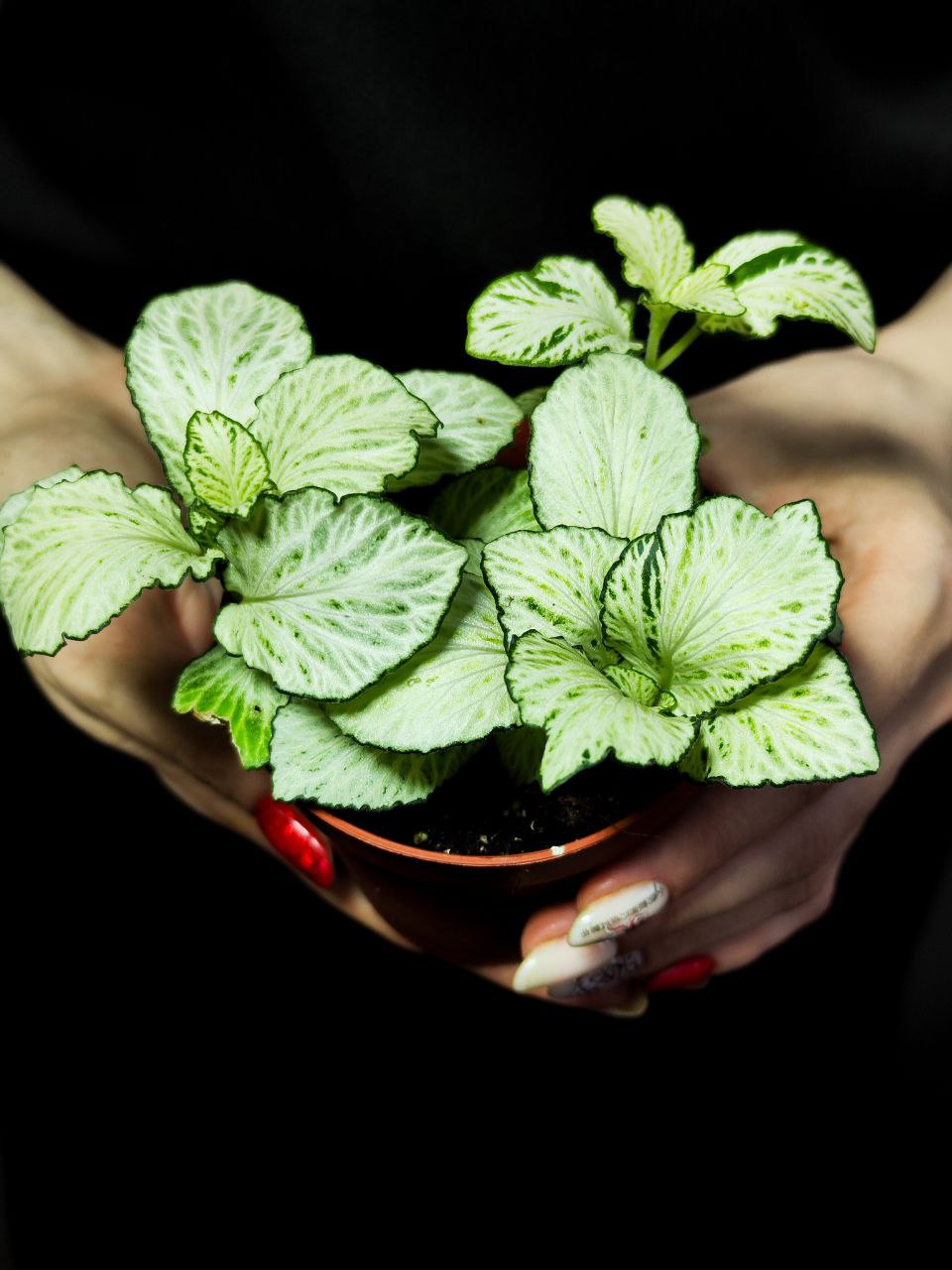 Фиттония Сноу Анна  (Fittonia Snow Anne) D8,5см