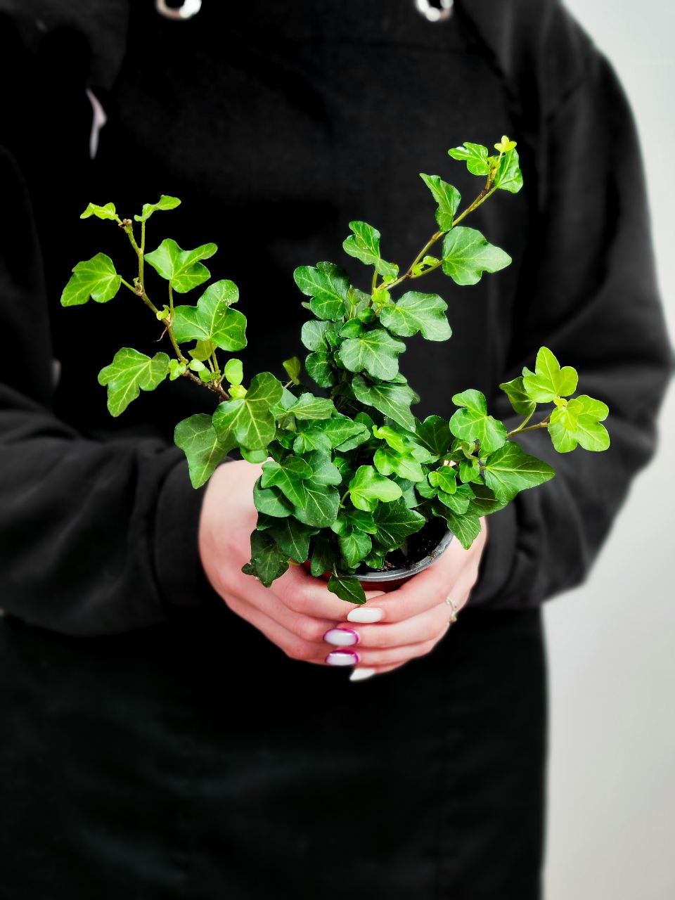 Хедера Хеликс Грин, Плющ (Hedera Helix Green) D9см