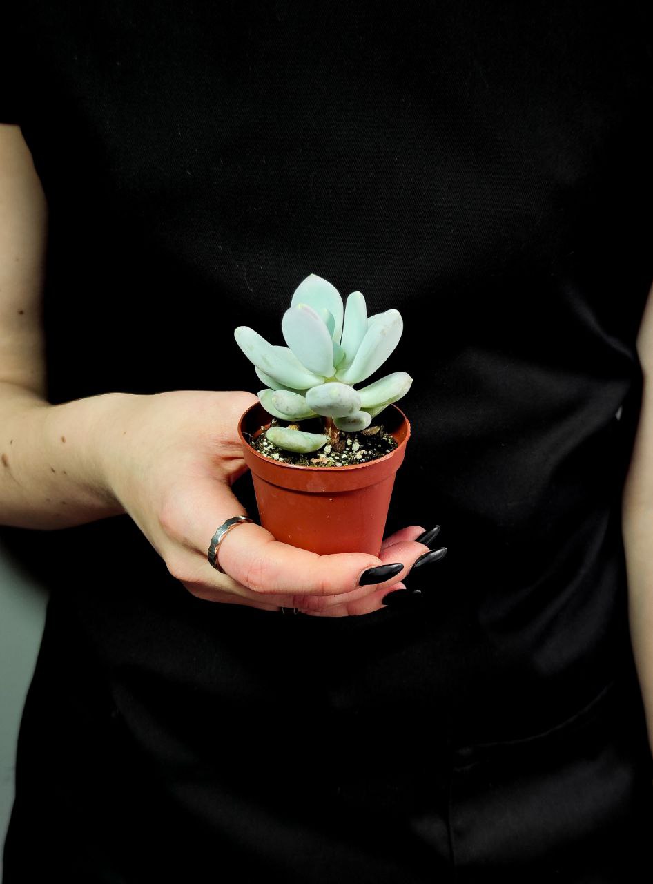Пахифитум Глютиникауле (Pachyphytum Glutinicaule) D5см