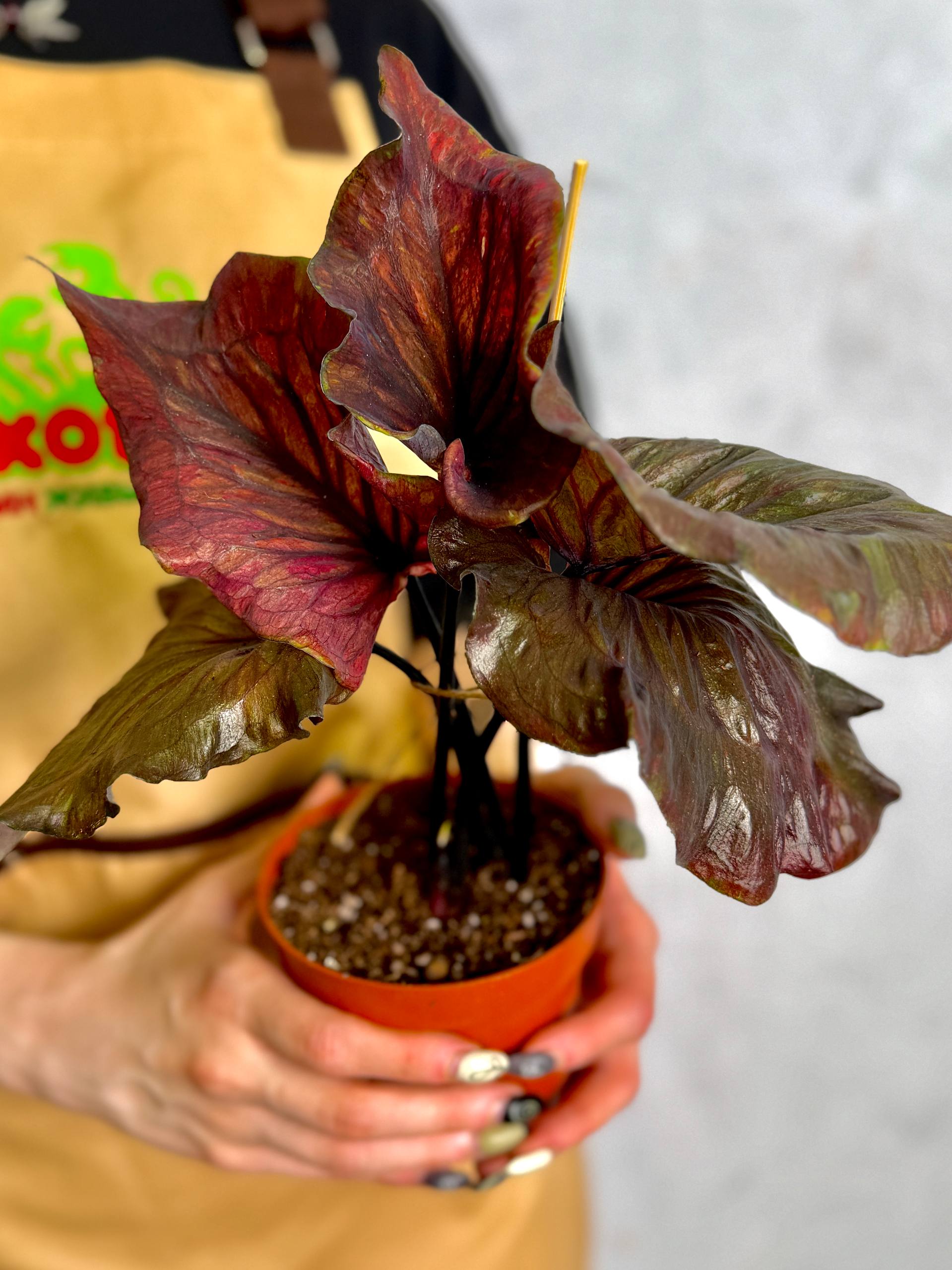 Каладиум Блэк Гибрид (Caladium Black Hibrid) D12см