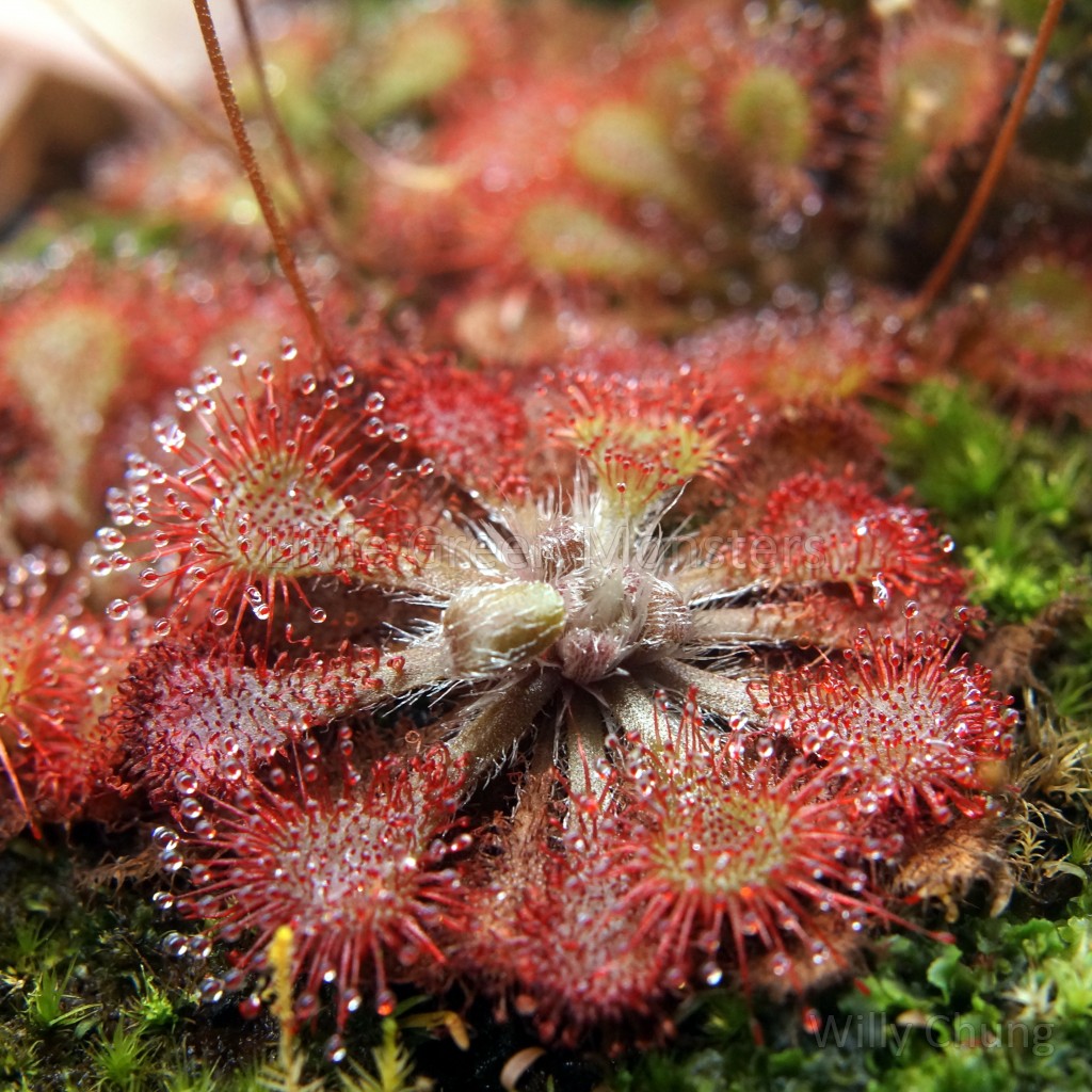 Семена Росянки Спатулаты Hong Kong (Drosera Spatulata Hong Kong) от 20 шт