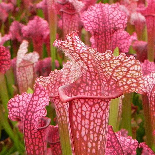 Саррацения Сопера (Sarracenia Juthatip Soper) D9см