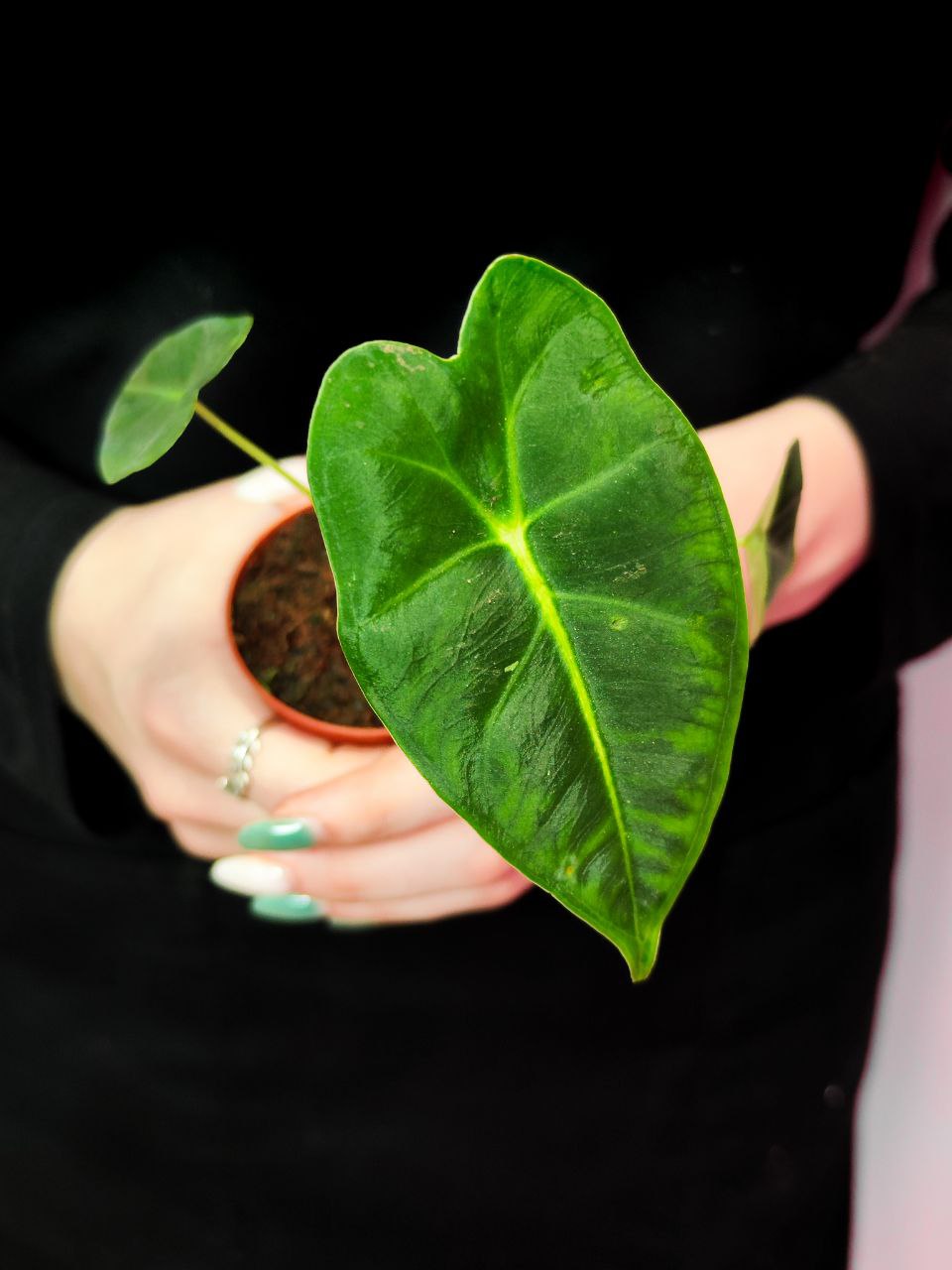 Алоказия Мишольца Фрайдек (Alocasia Frydek) D6см
