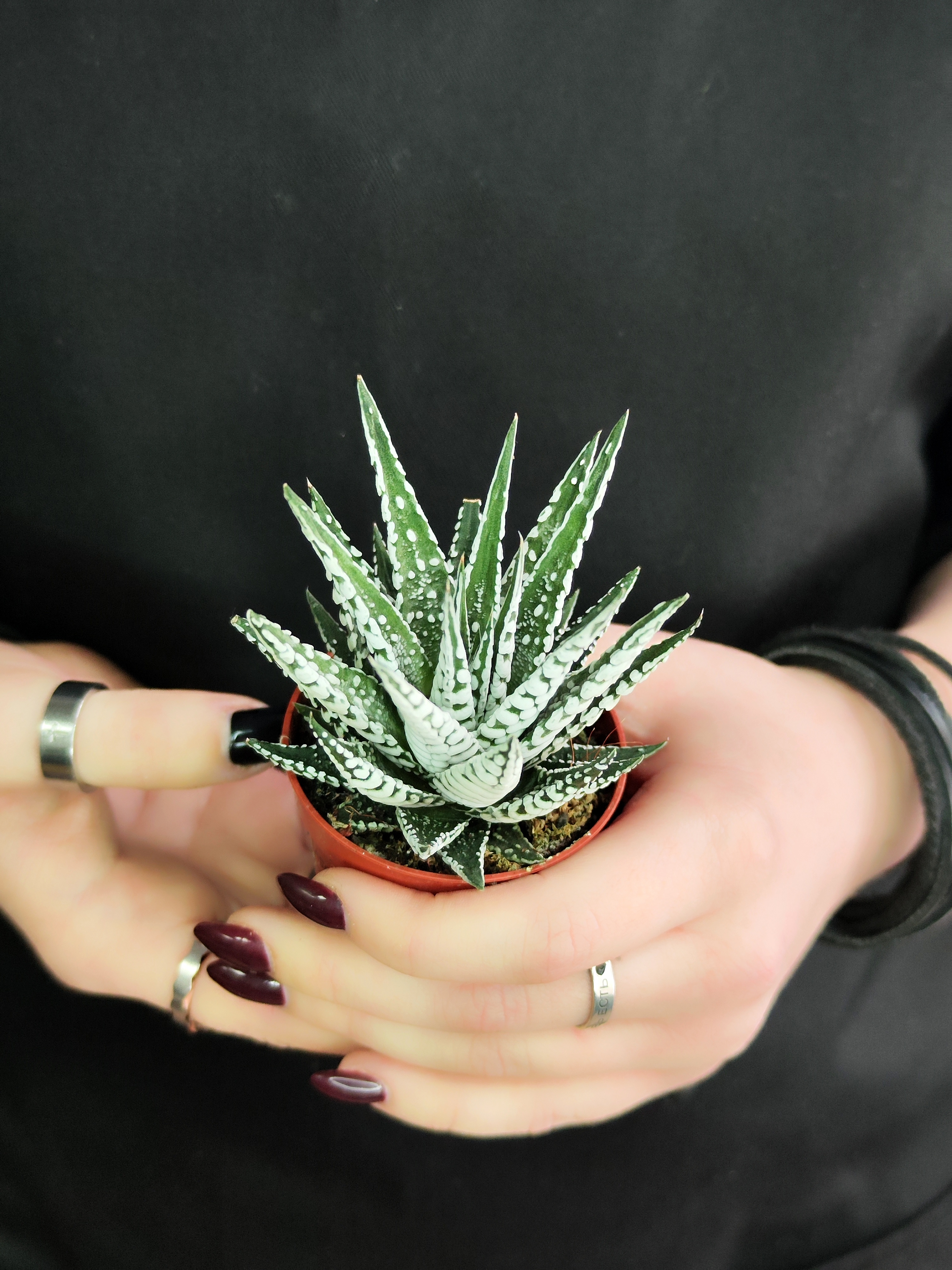 Хавортия Полосатая Альба (Haworthia Fasciata Alba) D5см