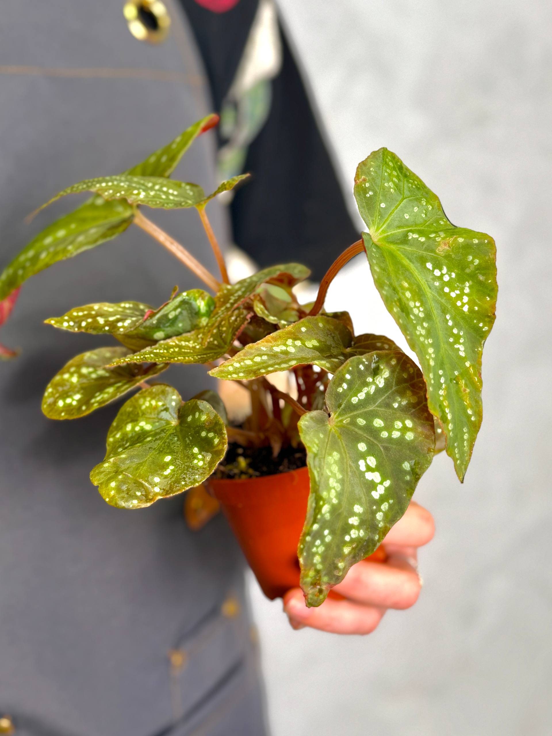 Бегония Пандора (Begonia Pandora) D8см