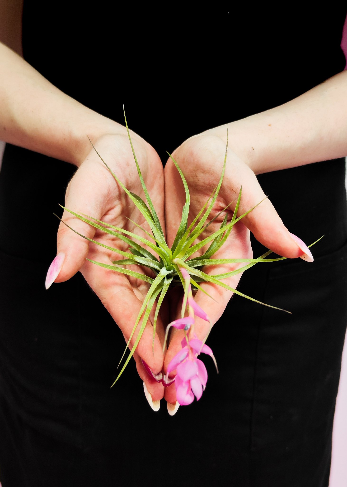 Тилландсия Стрикта Медиум (Tillandsia Stricta Medium)