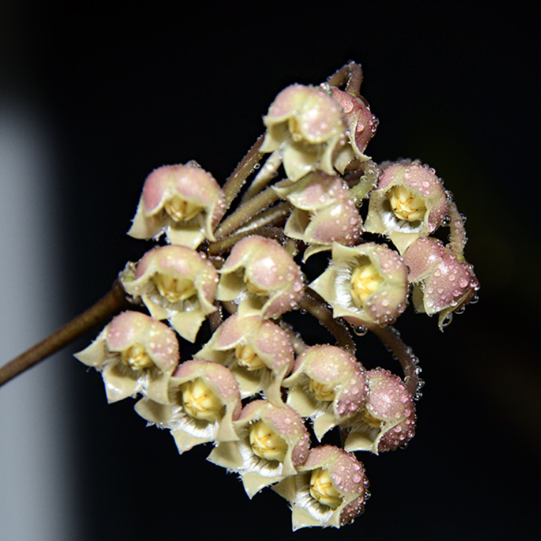 Хойя Мирабилис (Hoya Mirabilis) D6см