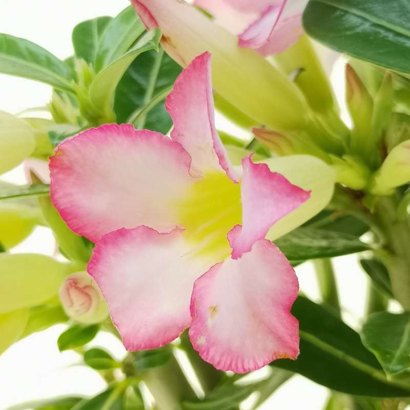 Адениум Тучный Пинк Стар (Adenium Obesum Pink Star) D9см