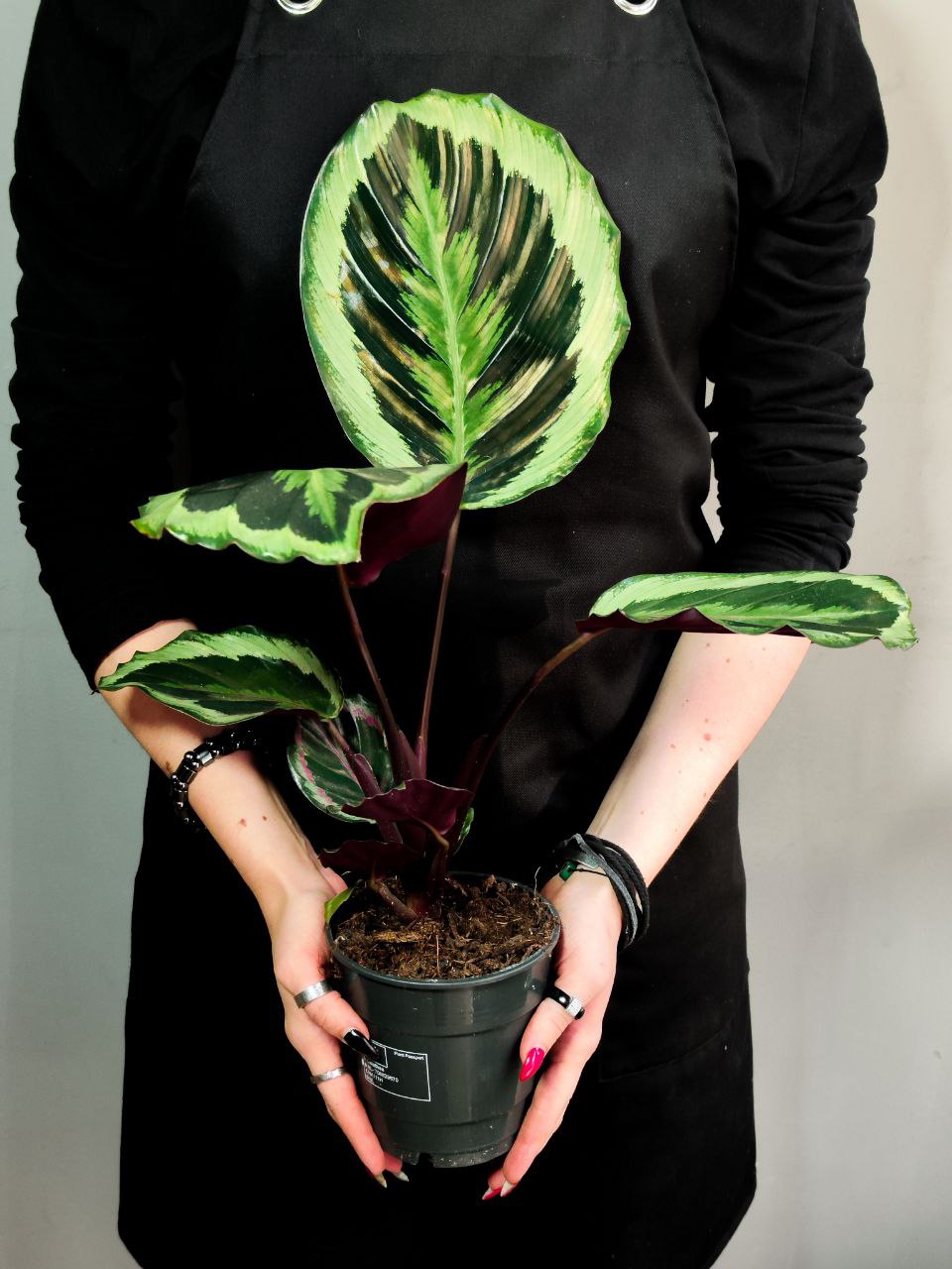 Калатея Марион Шайнстар (Calathea Marion Shinestar) D12см