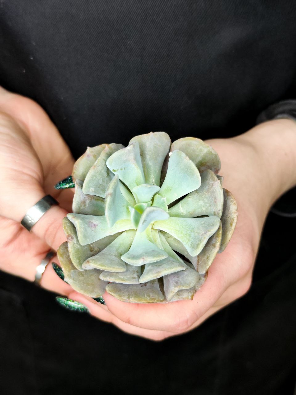 Эхеверия Кубик Фрост (Echeveria Cubic Frost) D5см