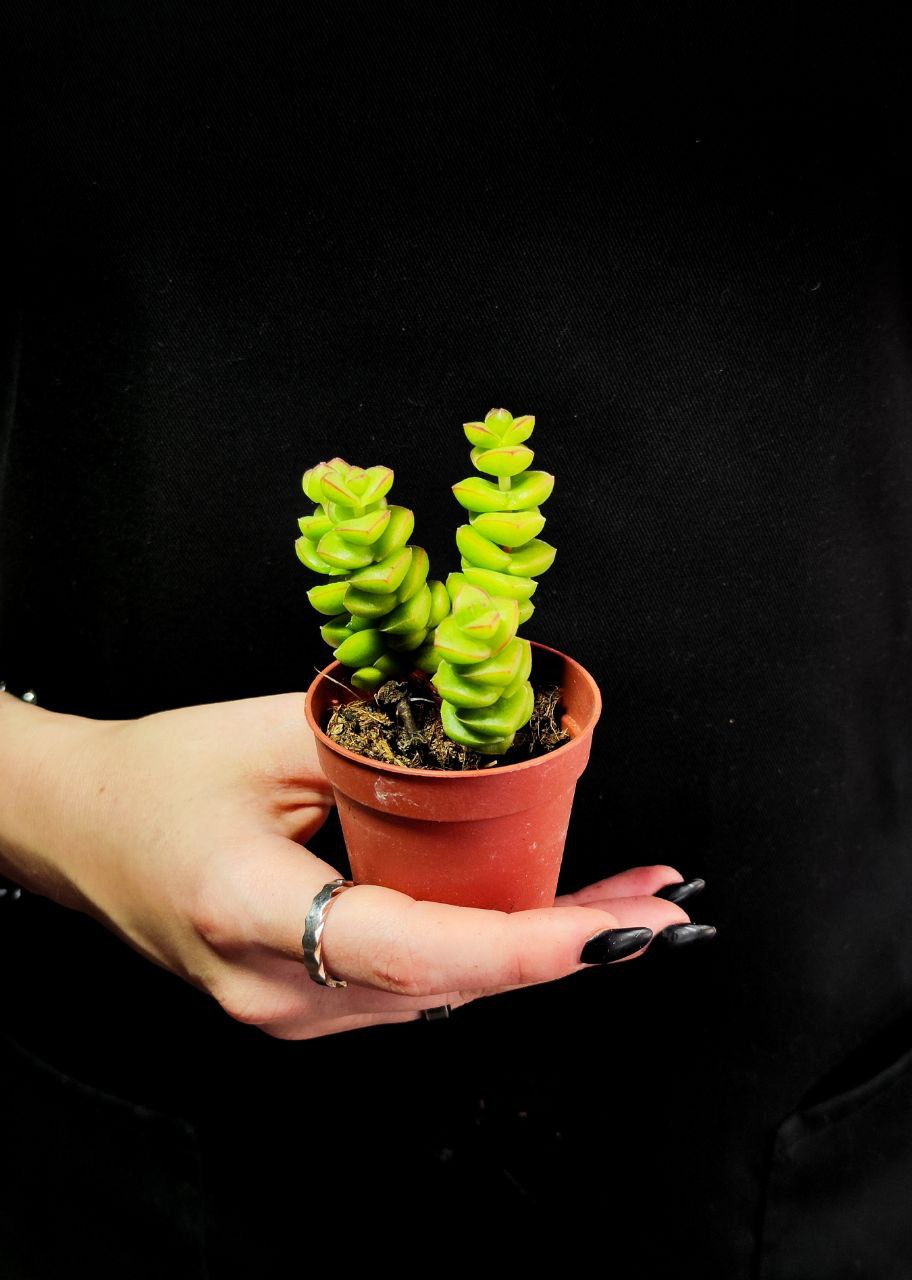 Крассула Марнириана Джейд (Crassula Marnieriana Jade) D5см