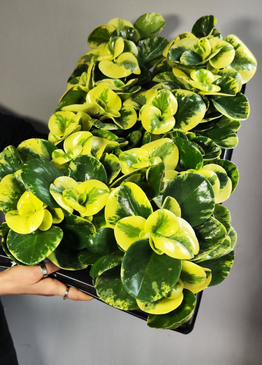Пеперомия Грин Голд (Peperomia Obtusifolia Green Gold) D11см