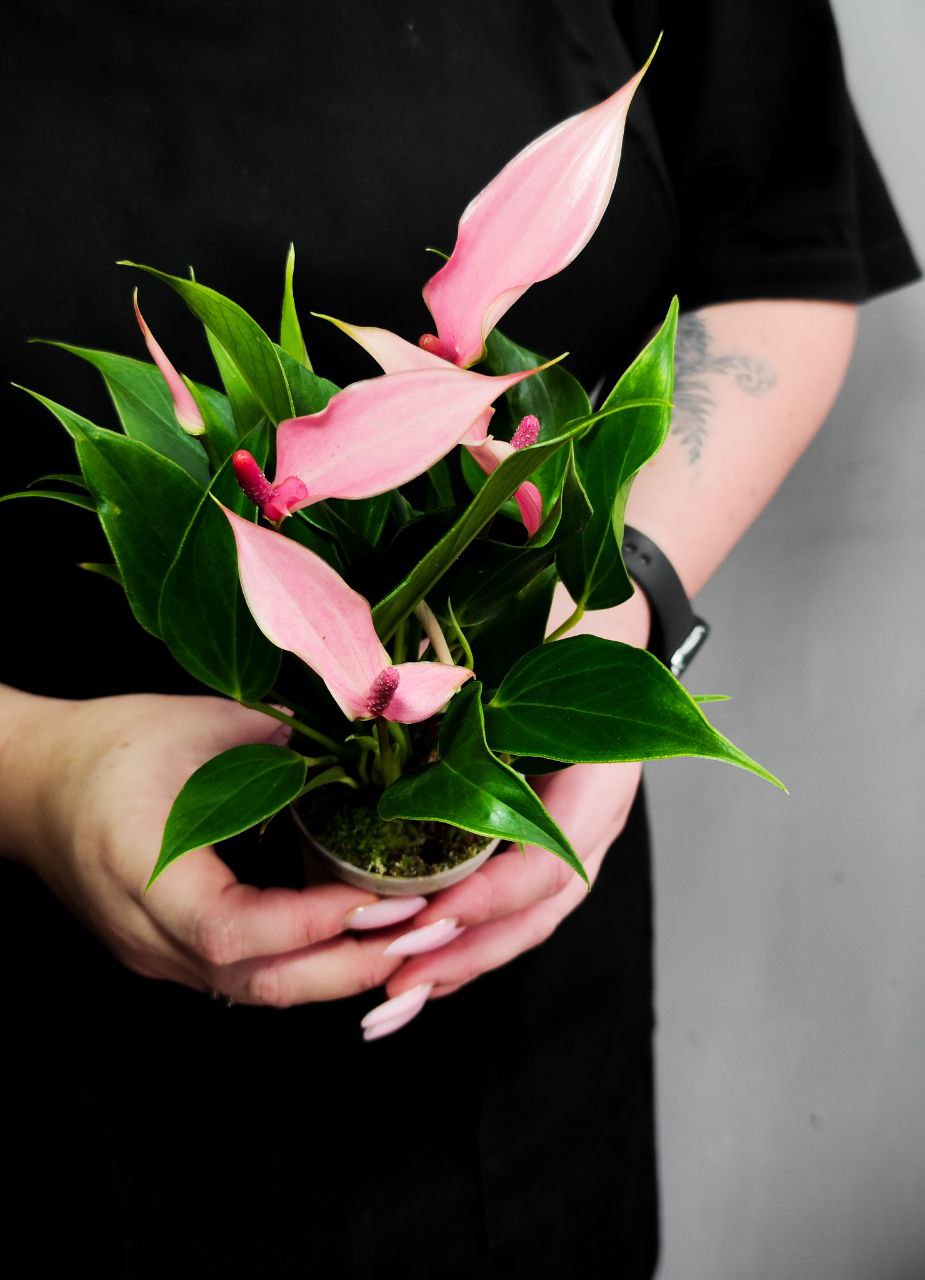 Антуриум Лилли (Anthurium Lilli) D7см