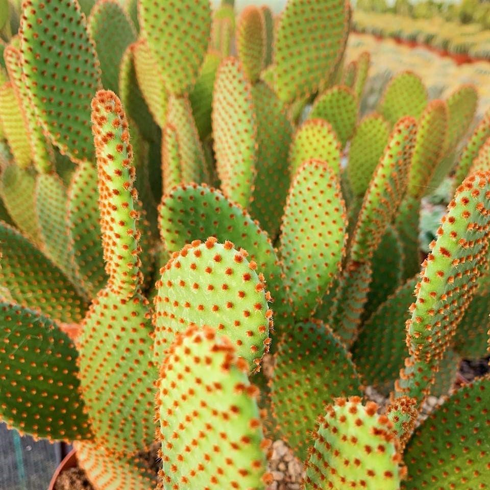 Опунция Микродасус Руфида Дабл (Opuntia Microdasys Rufida Double) D6см