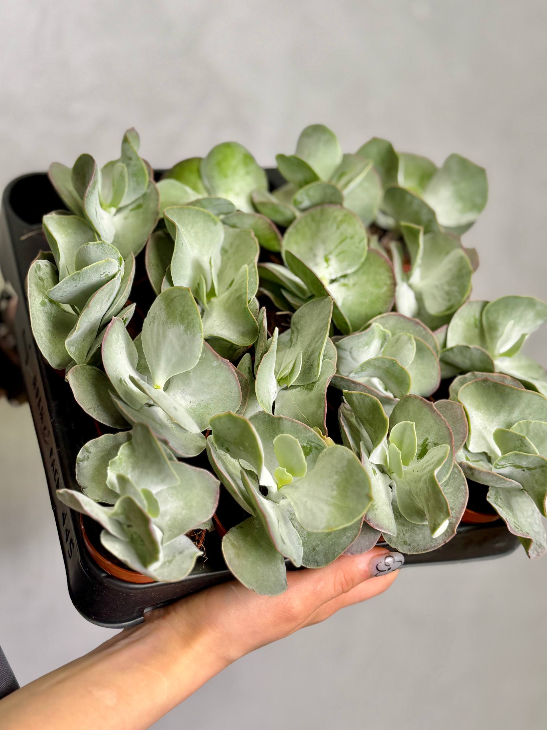 Котиледон Орбикулата Ред Флейм (Cotyledon Orbiculata Red Flame) D5см