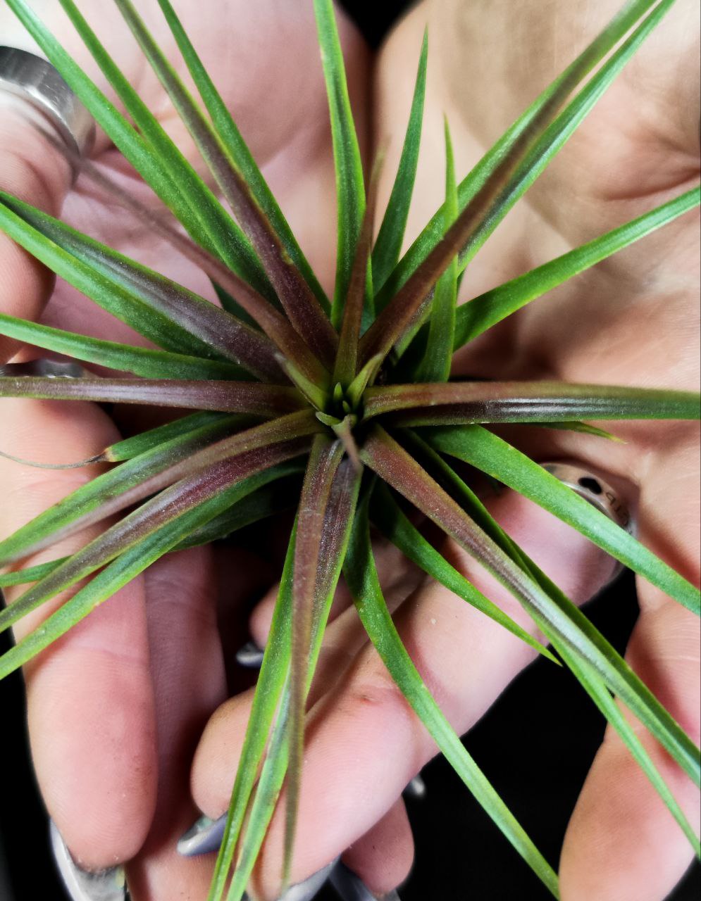 Тилландсия Рейнфорест Ред (Tillandsia Rainforest Red)