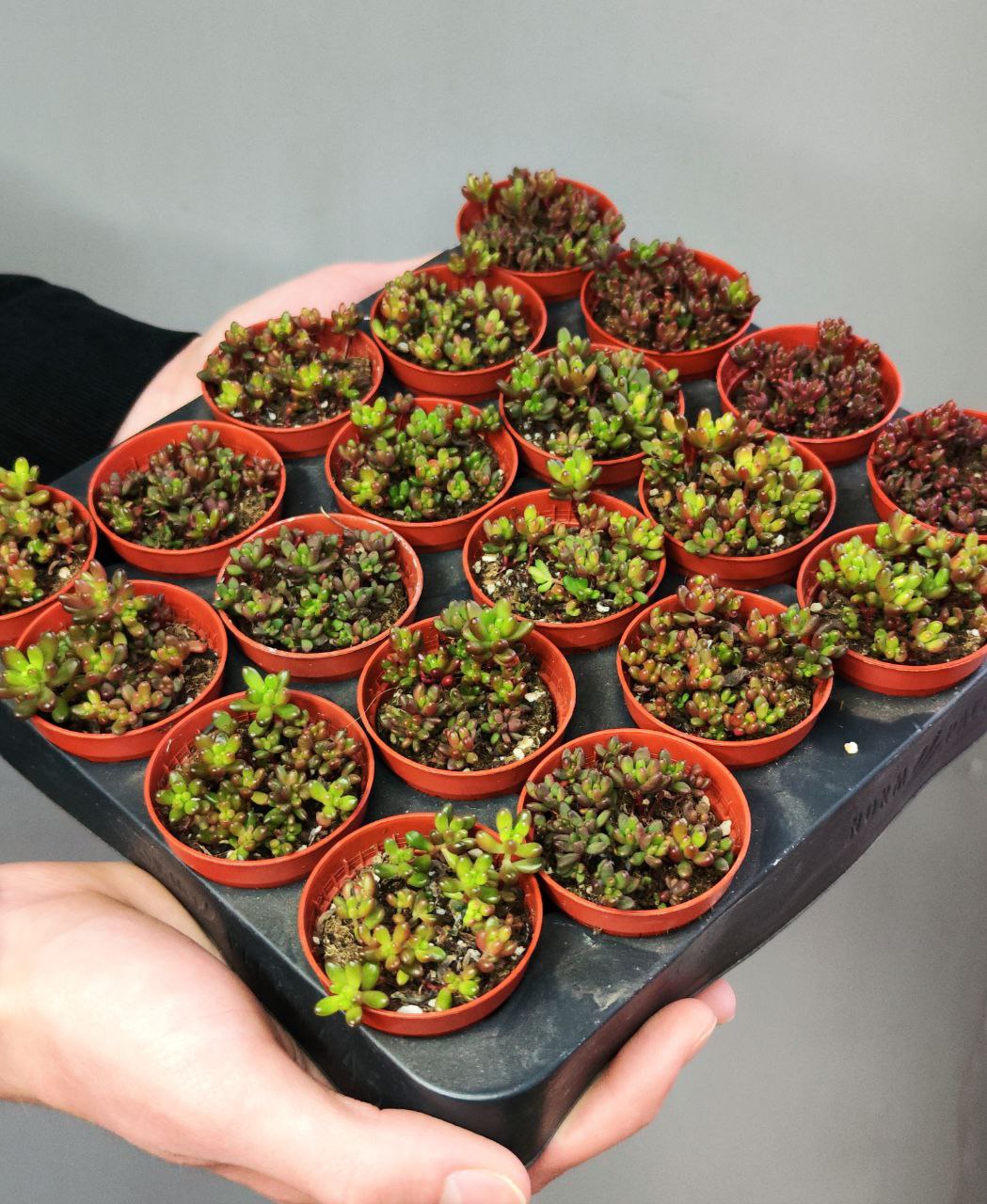 Седум Рубротинктум Мини (Sedum Rubrotinctum Mini) D5см