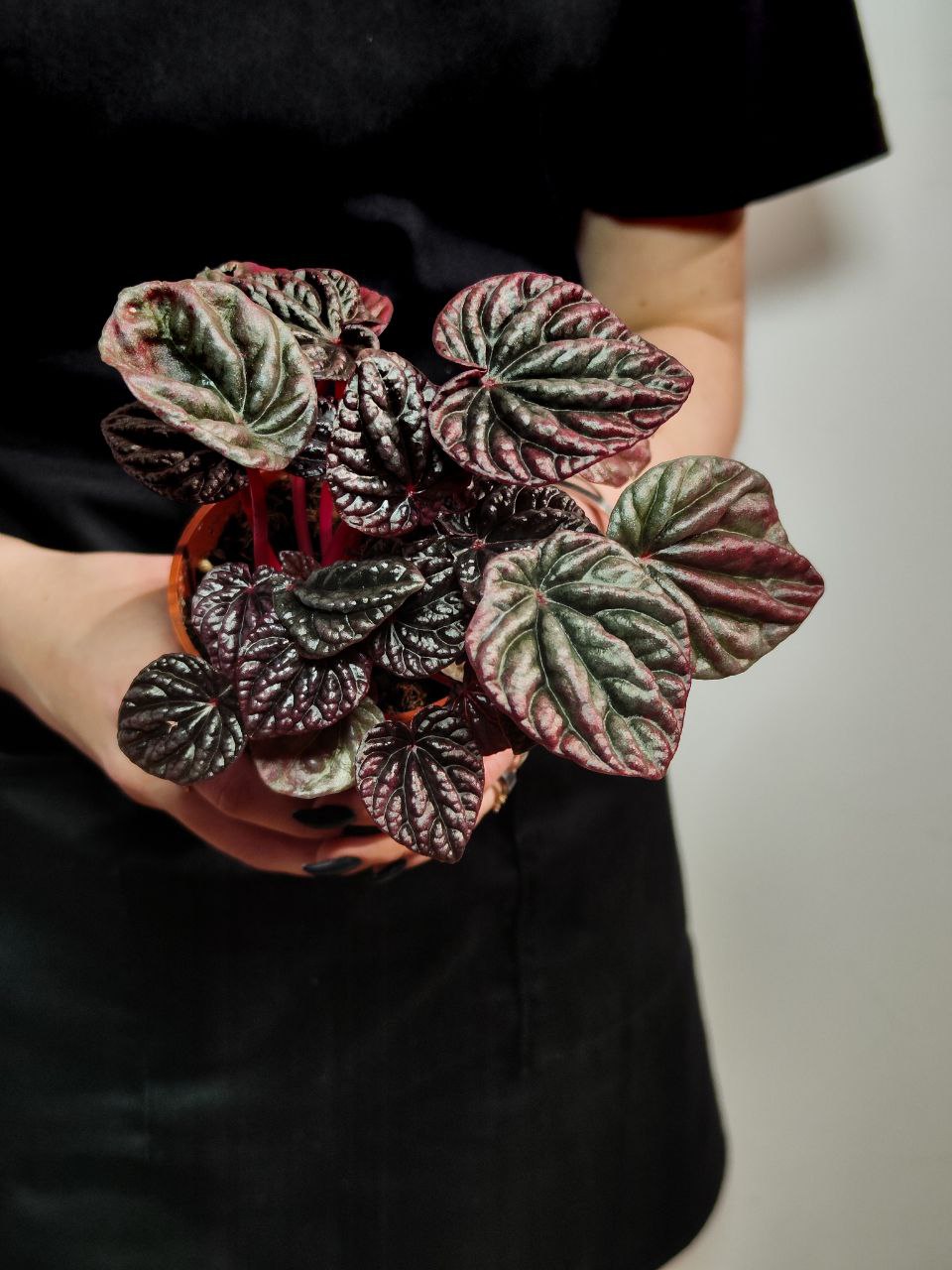 Пеперомия Каперата Ред Луна (Peperomia Caperata Luna Red) D8см