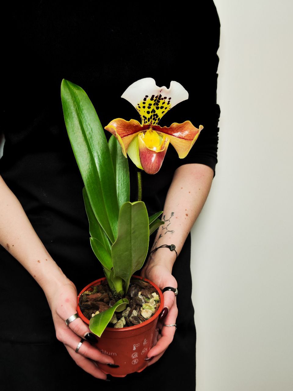 Пафиопедилум Американский Гибрид (Paphiopedilum American Hybrid) D12см