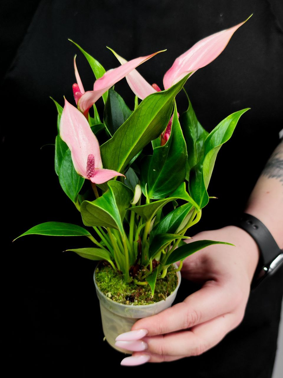 Антуриум Лилли (Anthurium Lilli) D7см