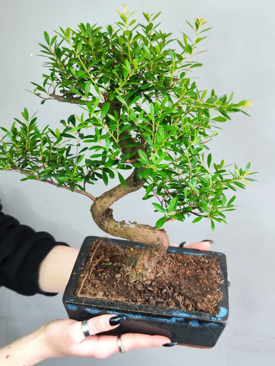 Бонсай Мирт (Bonsai Myrtus)