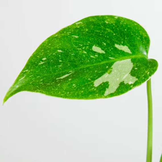 Монстера Деликатесная Тайское Созвездие (Monstera Thai Constellation) D6см