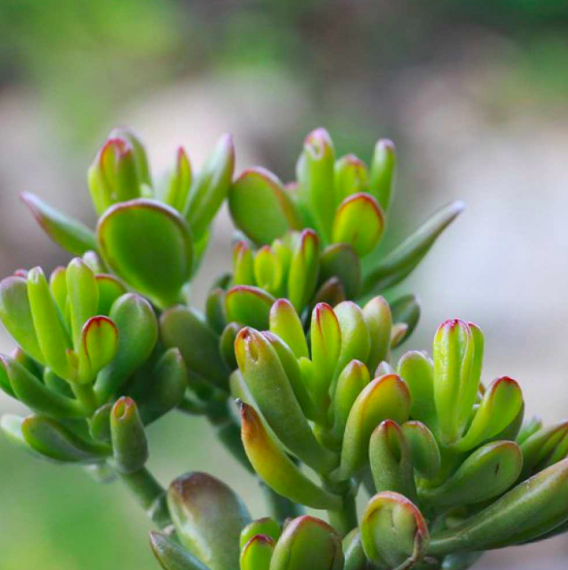 Крассула Корал (Crassula Coral) D5см