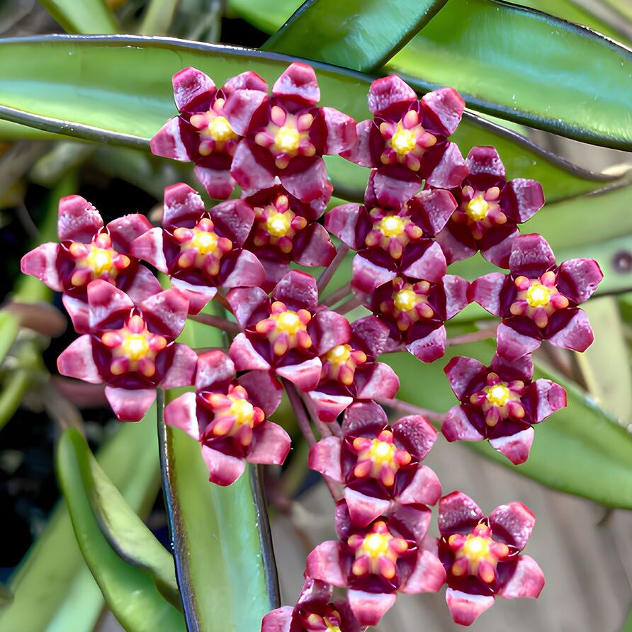 Хойя Вайети Грин (Hoya Wayetii Green) D6см