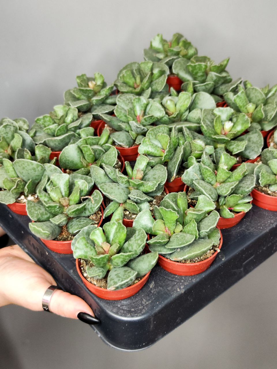 Адромискус Купера (Adromischus Cooperii) D5см