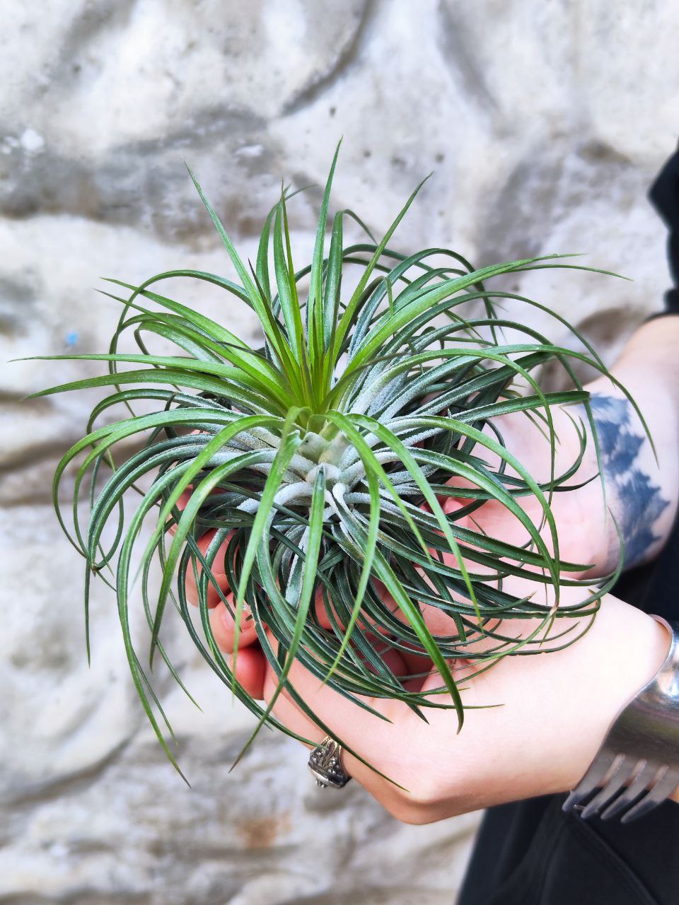 Тилландсия Стрикта XL (Tillandsia Stricta)