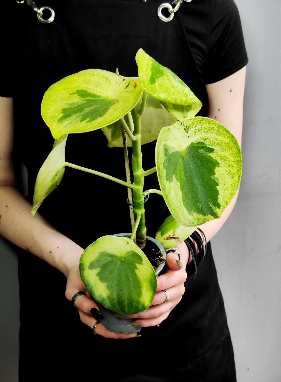 Пеперомия Полиботрия Рейндроп Вариегатная (Peperomia Polybotrya Raindrop Variegata) D12см