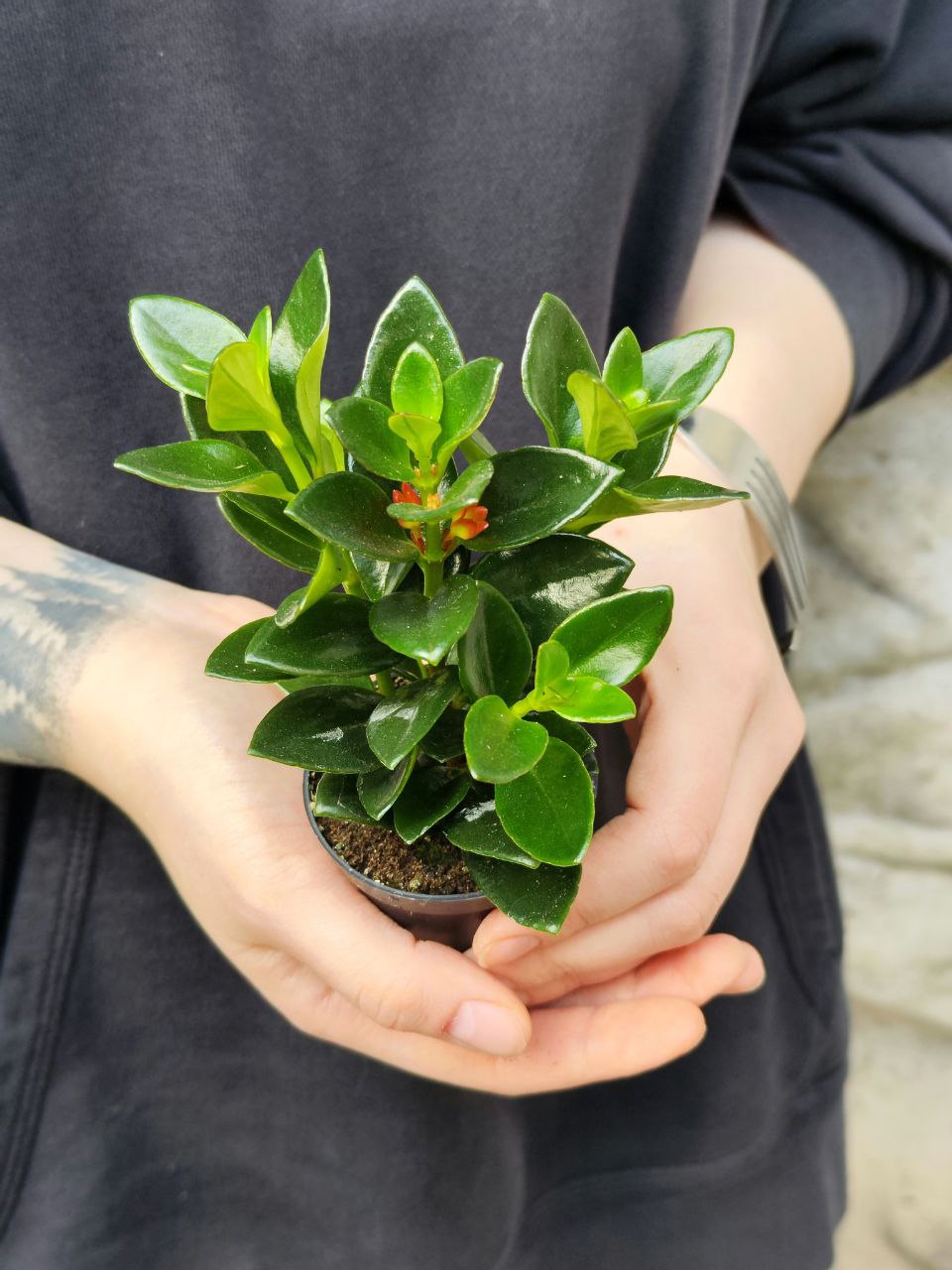 Нематантус, или Золотая Рыбка (Nematanthus) D6см