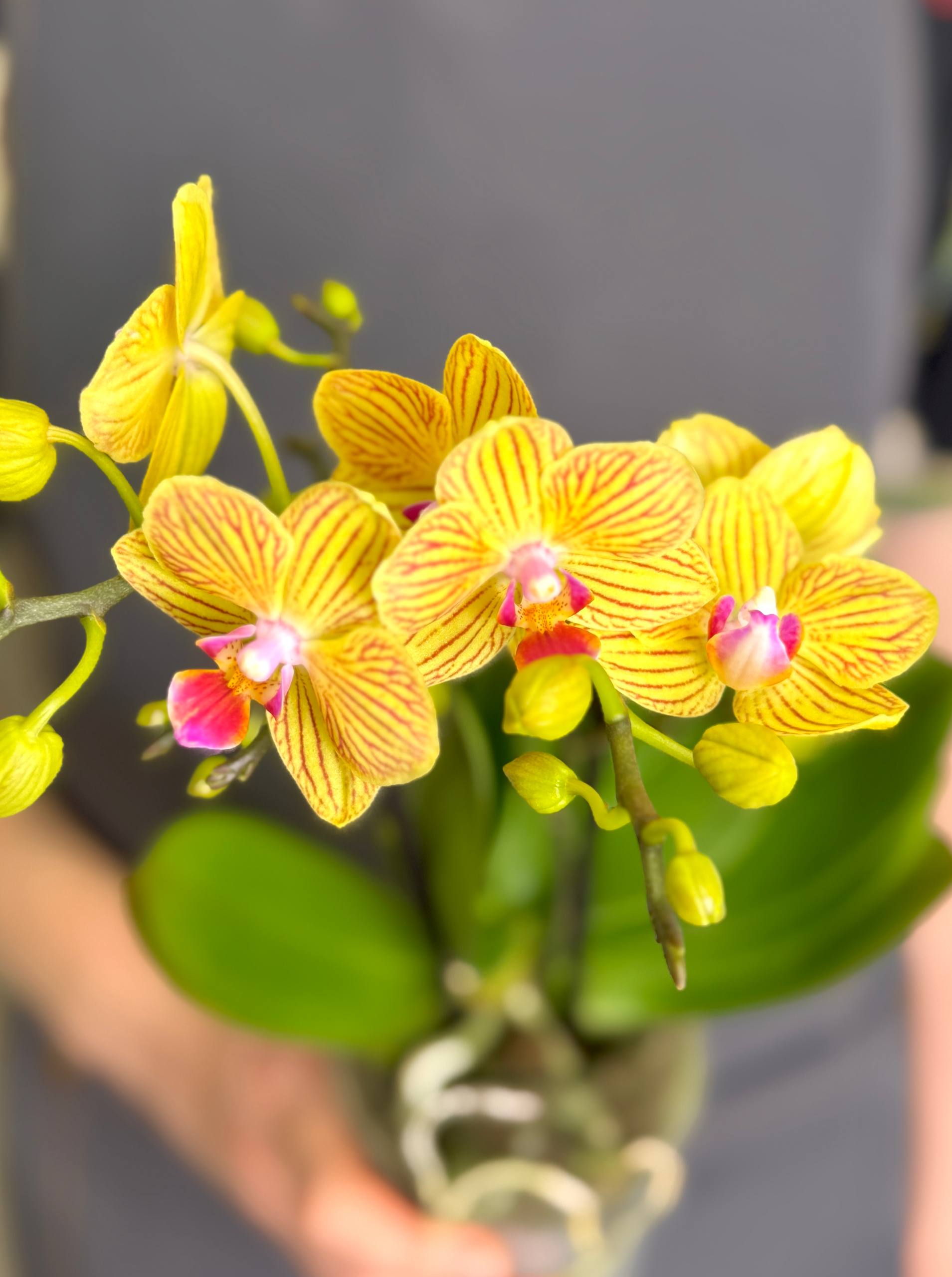 Орхидея Фаленопсис Лима (Phalaenopsis Multiflora Lima) D9см