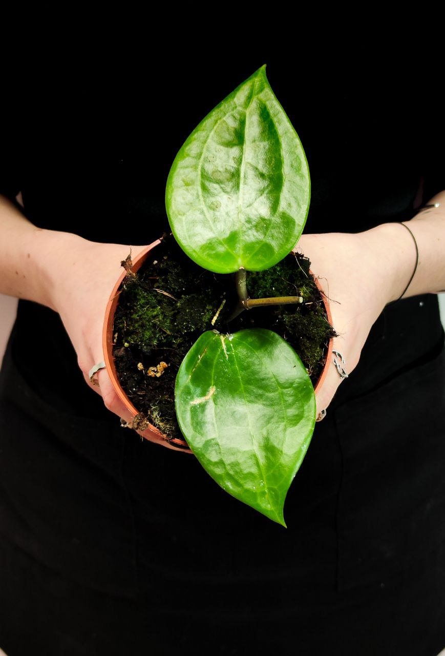 Хойя Латифолия Грин (Hoya Latifolia Green) D10см