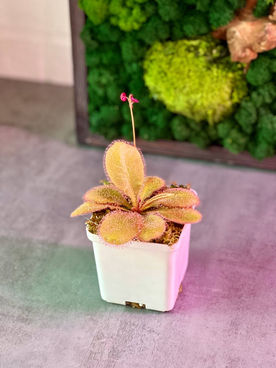 Росянка Андромеда (Drosera Andromeda) D9см