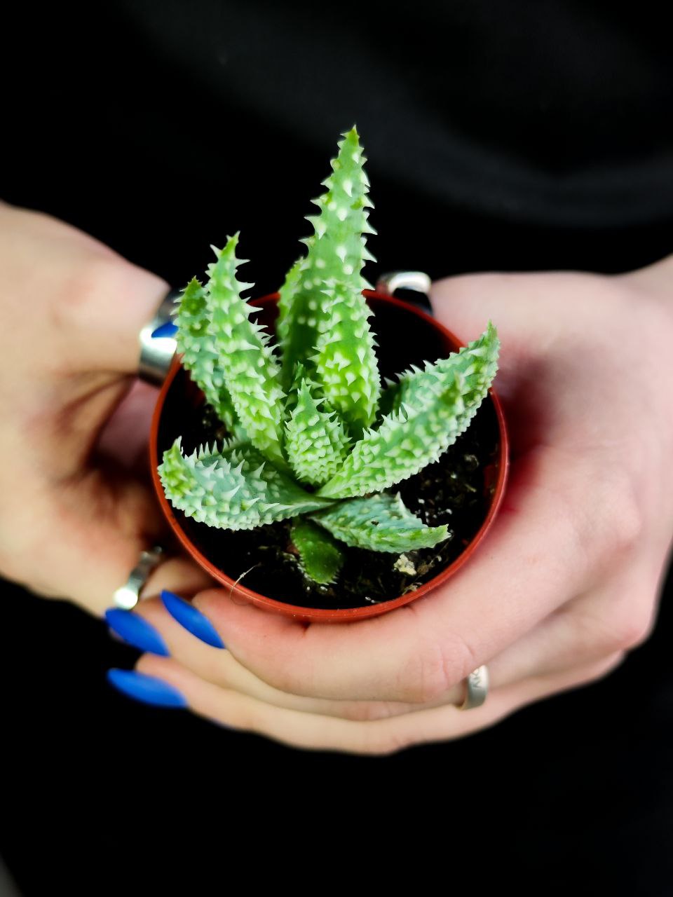 Алоэ Хумилис, или Приземистое (Aloe Humulis) D5см