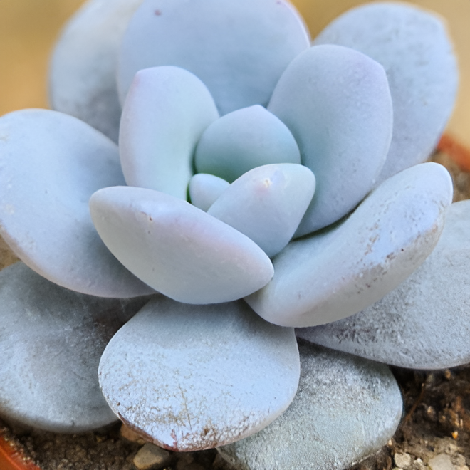 Эхеверия Лау (Echeveria Lauii) D5см