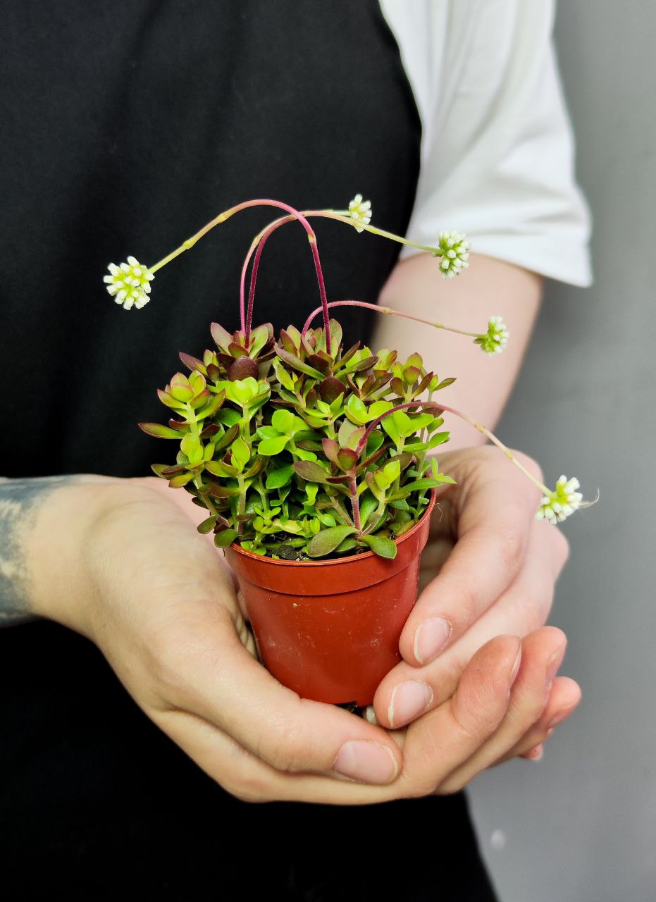 Крассула Радиканс (Crassula Radicans) D5см