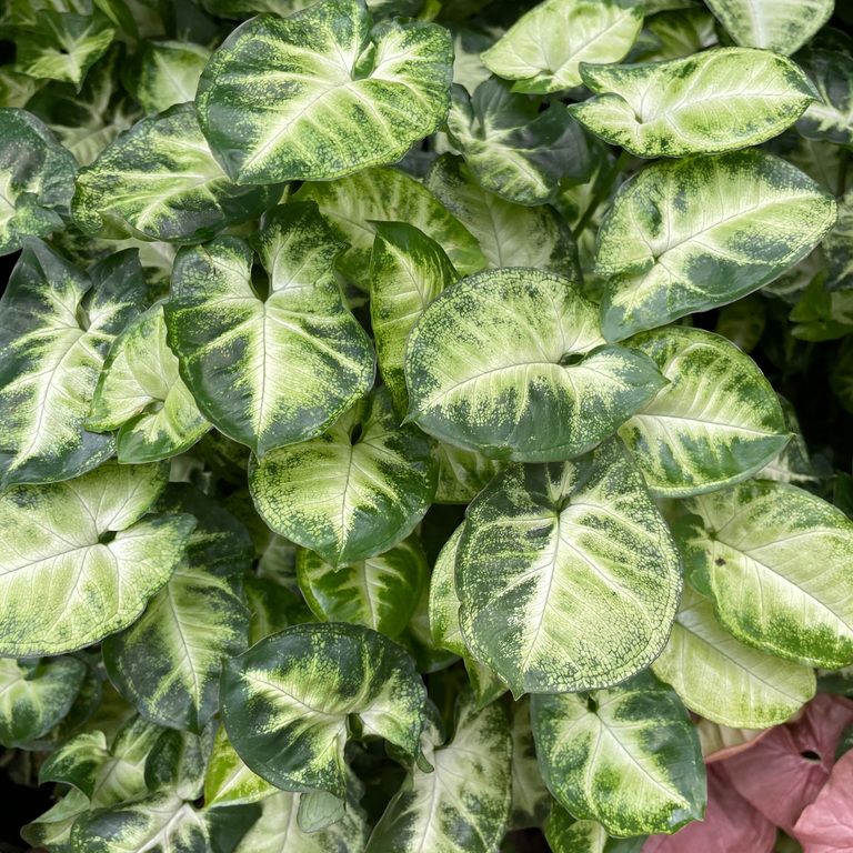 Сингониум Пикси (Syngonium Pixie) D6см