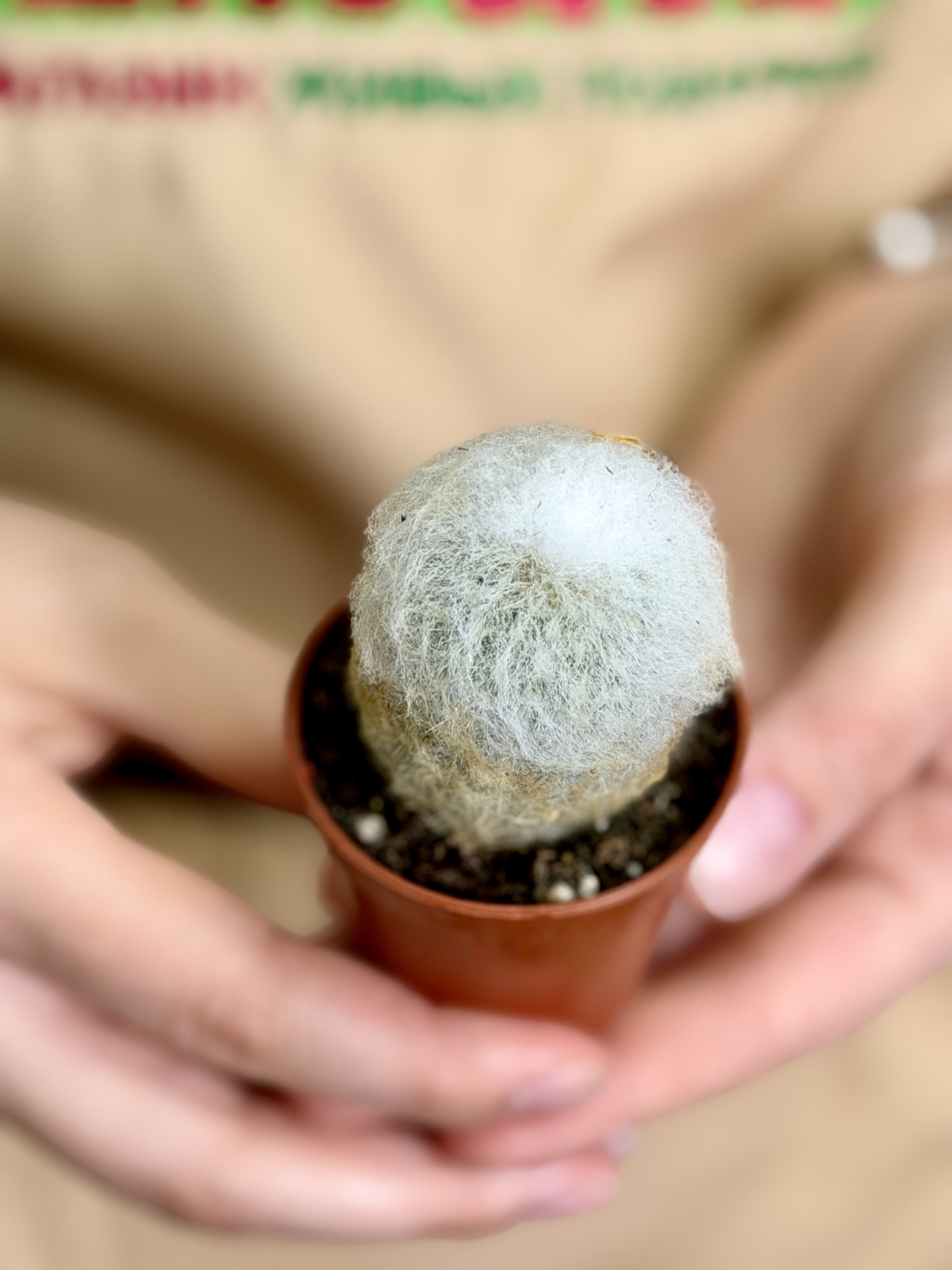 Кактус Аустроцефалоцереус Дибовского Одиночный (Austrocephalocereus Duwboyskii) D5см