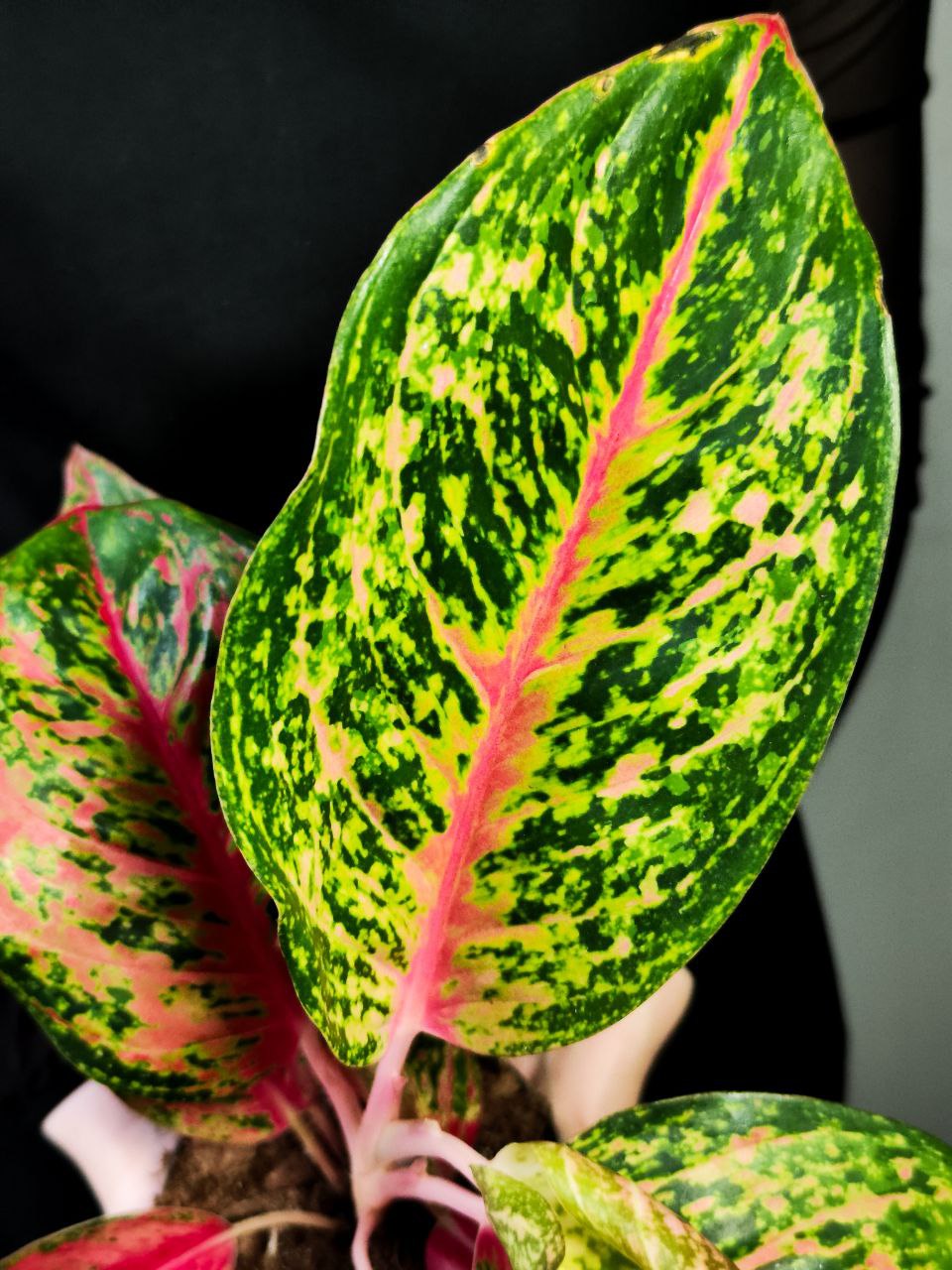 Аглаонема Личи Ред (Aglaonema Lychee Red) D12см