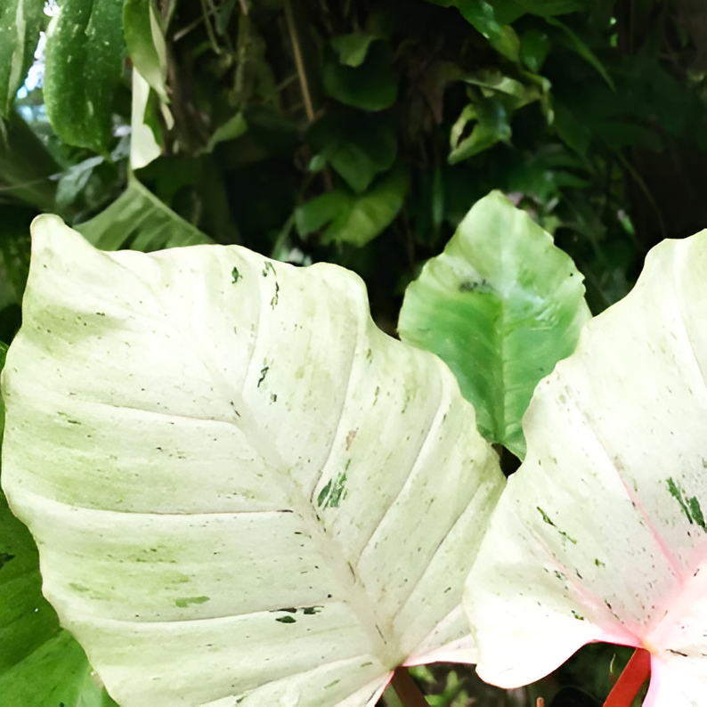 Филодендрон Сноудрифт (Philodendron Snowdrift) D6см