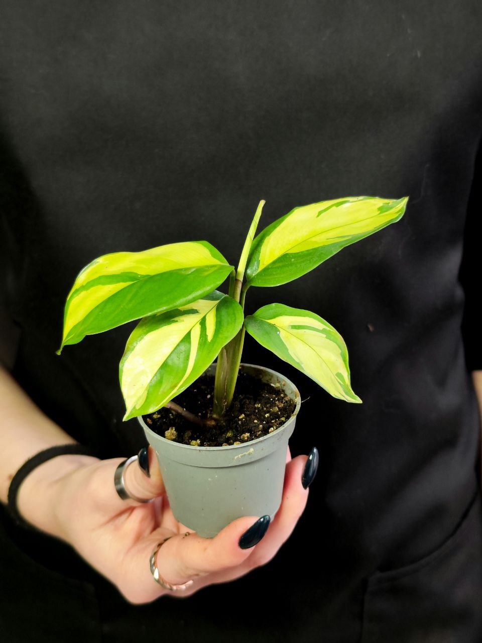 Ктенанта Пилоза Голден Мозаик (Ctenanthe Pilosa Golden Mosaic) D6см