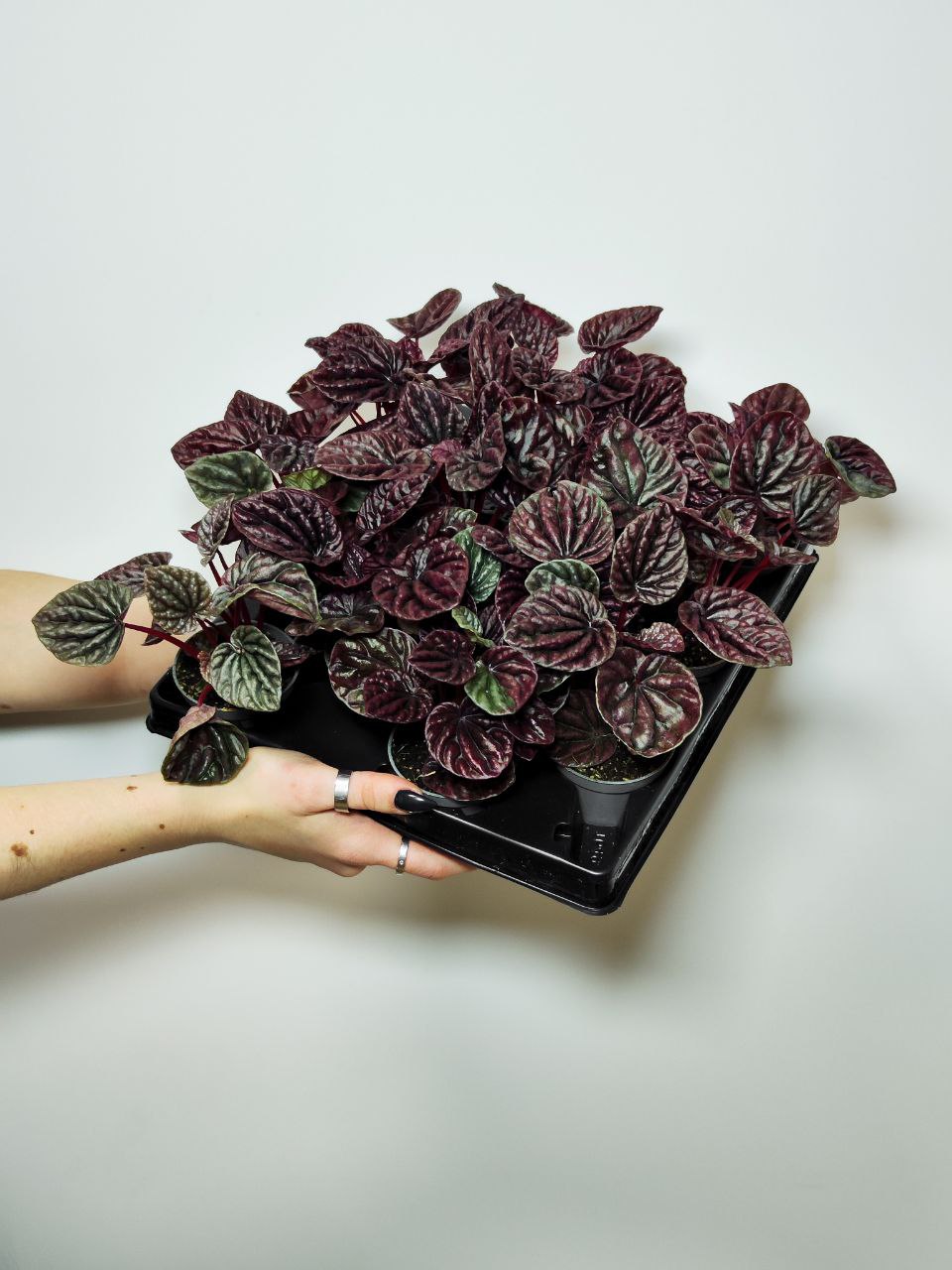 Пеперомия Каперата Ред Луна (Peperomia Caperata Luna Red) D5см