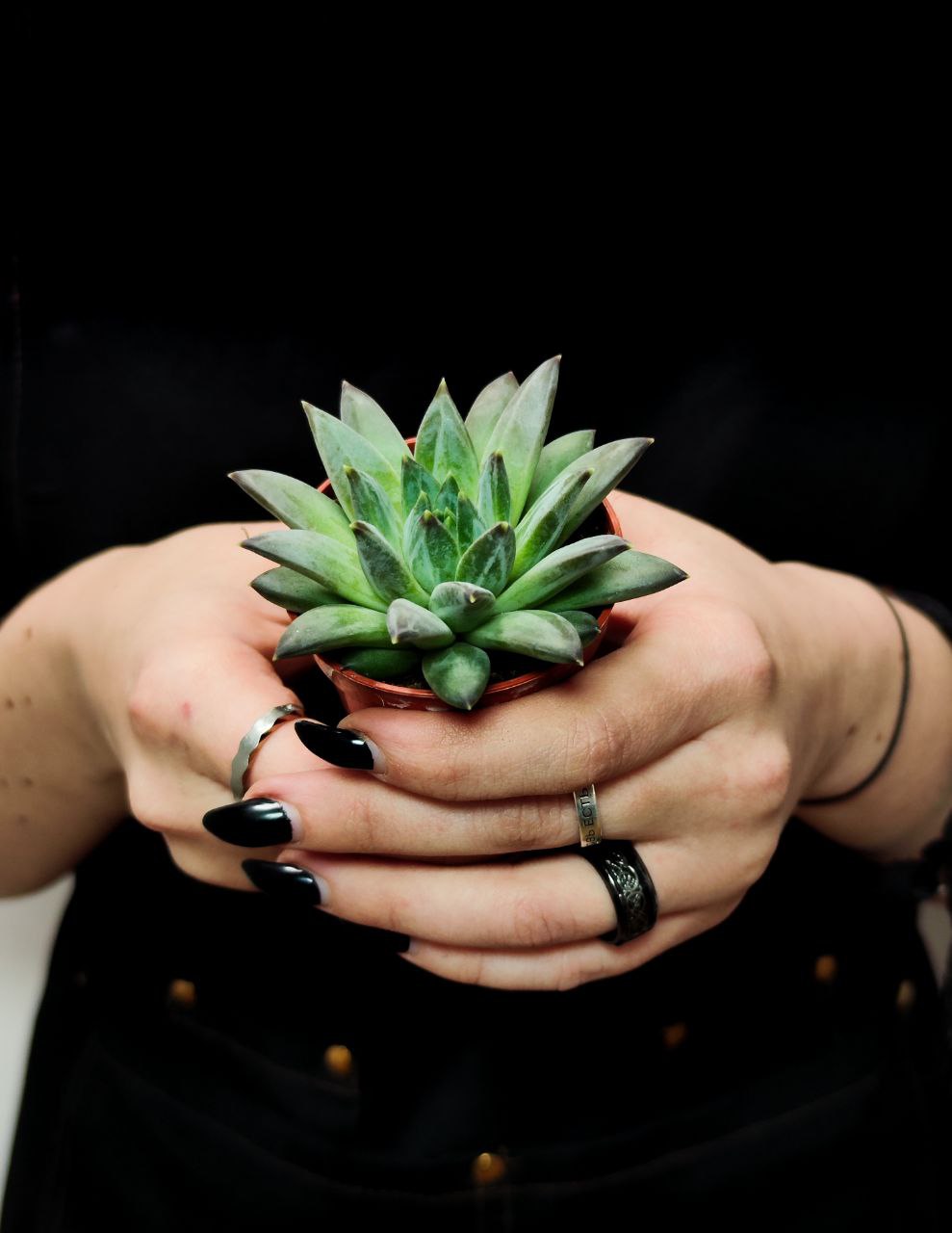 Эхеверия Хукери (Echeveria Hookeri) D5см