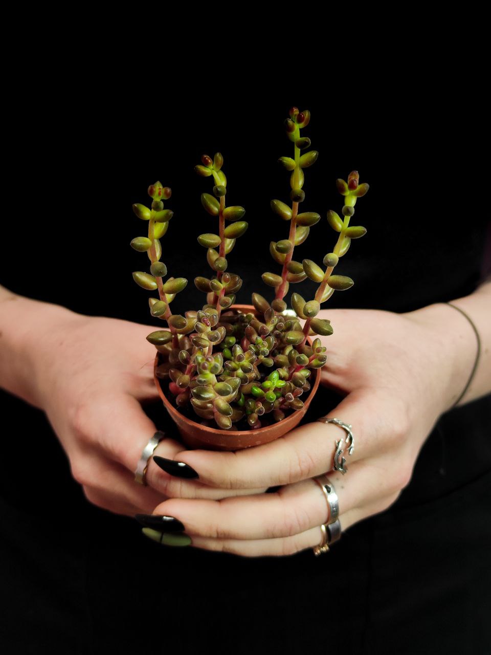 Седум Рубротинктум Ред (Sedum Rubrotinctum Jelly Beans Red) D5см