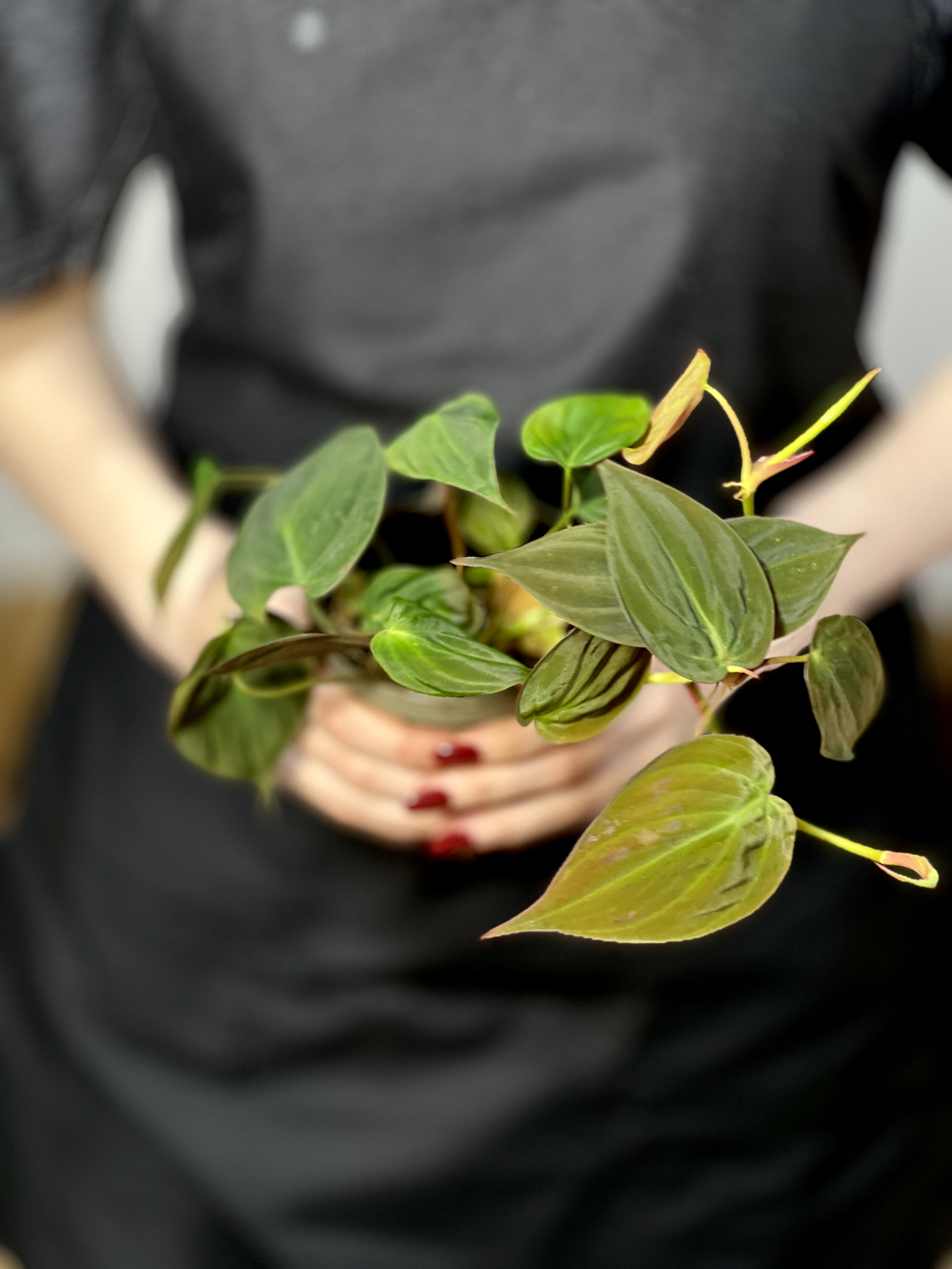 Филодендрон Сканденс Миканс (Philodendron Scandens Micans) D10см